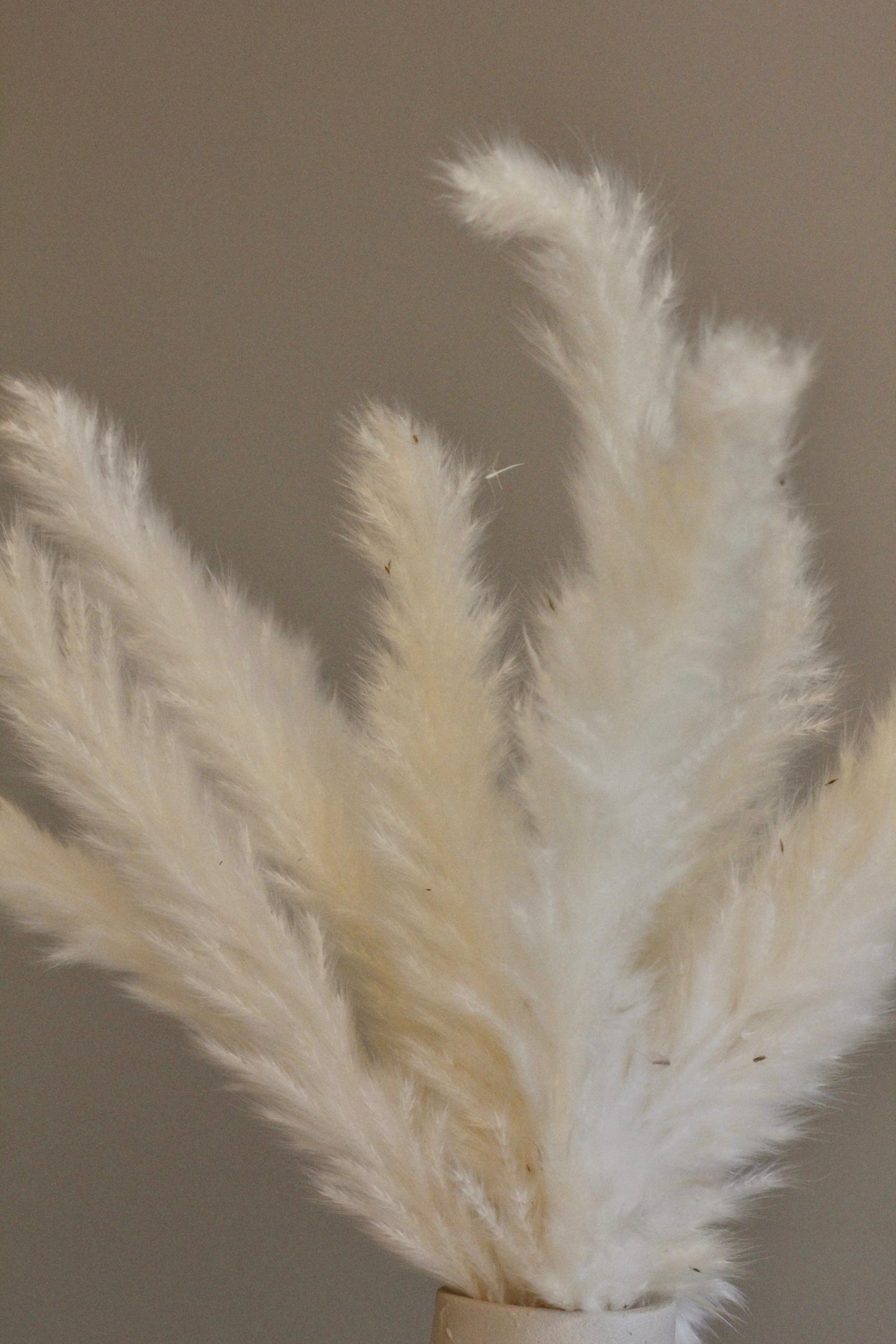 PAMPAS