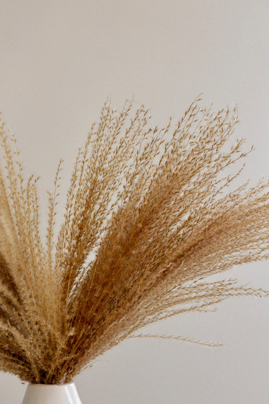 REED